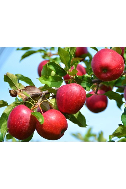 Літня яблуня Вільямс Прайд із соковитими плодами.